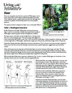 Deer Deer are among the most familiar animals of Washington, and in many places they are the largest wildlife that people encounter. Their aesthetic beauty is appreciated and admired, although their fondness for garden a