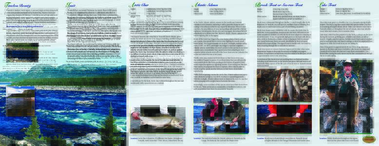 Brook trout / Trout / Arctic char / Kangirsuk /  Quebec / Brown trout / Lake trout / Fly fishing / Kuujjuaq / Inuit / Fish / Salvelinus / Nunavik