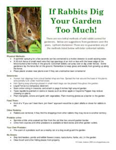 If Rabbits Dig Your Garden Too Much! Cottontail Rabbit