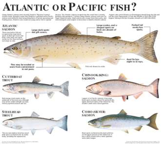 ATLANTIC OR PACIFIC FISH? Young Atlantic salmon were recently found in Thurston County’s Scatter Creek. Biologists worry that Atlantics could hurt native Pacific salmon and cutthroat trout by pushing them off prime spa