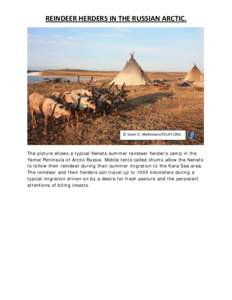 REINDEER HERDERS IN THE RUSSIAN ARCTIC.   © Svein D. Mathiesen/EALAT.ORG  The picture shows a typical Nenets summer reindeer herder’s camp in the Yamal Peninsula of Arctic Russia. Mobile tents called chums a