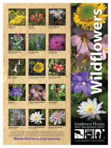 species_wildflowers_poster.ai