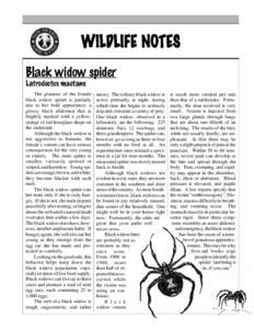 WILDLIFE NOTES Black widow spider Latrodectus mactans The glamour of the female black widow spider is partially due to her bold appearance: a