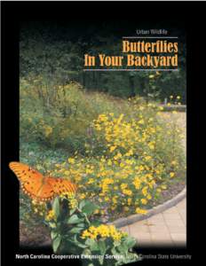 Butterflies / Battus / Battus philenor / Satyrium titus / Junonia coenia / Monarch / Asclepias incarnata / Swallowtail butterfly / Colias philodice / Lepidoptera / Pollinators / Satyrium