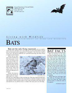 Animal flight / Pollinators / Little brown bat / Microbat / Free-tailed bat / Big brown bat / Indiana bat / Bats / Mouse-eared bats / Vesper bats