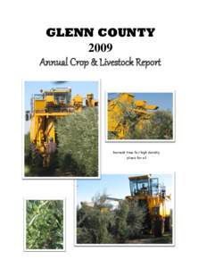 GLENN COUNTY 2009 Annual Crop & Livestock Report harvest time for high density olives for oil