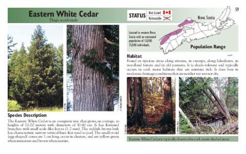 Eastern White Cedar  STATUS Thuja occidentalis