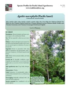 Flora / Agathis macrophylla / Agathis / Podocarpaceae / Agathiphaga / Conifer cone / Araucariaceae / Podocarpus / Agathis australis / Pinales / Botany / Flora of Indonesia