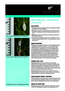 N E W Z E A L A N D W I N E G R O W E R S FA C T S H E E T  MEALYBUGS – KNOWING THE PEST KEY NOTES • Mealybugs are the most important vectors of Grapevine Leafrollassociated Virus Type 3 (GLRaV-3).