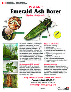 Pest Alert  Emerald Ash Borer (Agrilus planipennis) Larva