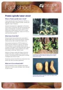 Fact sheet Potato spindle tuber viroid Central Science Laboratory, Harpenden Archive, British Crown, Bugwood.org  What is Potato spindle tuber viroid?