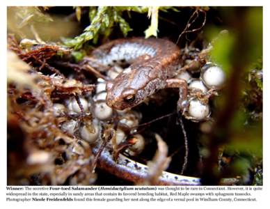 Winner: The secretive Four-toed Salamander (Hemidactylium scutatum) was thought to be rare in Connecticut. However, it is quite widespread in the state, especially in sandy areas that contain its favored breeding habitat