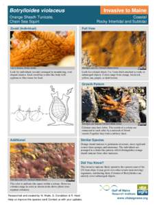 Botrylloides violaceus  Invasive to Maine Orange Sheath Tunicate, Chain Sea Squirt
