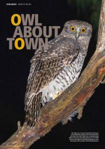 ECOLOGICA – NEW EYE ON LIFE  OWL ABOUT TOWN