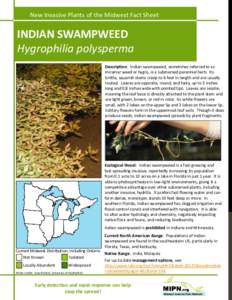 Aquatic plants / Flora of China / Flora of India / Flora of Pakistan / Hygrophila polysperma / Flora of New South Wales / Hygrophila / Hydrilla / Swampweed