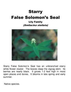 Starry False Solomon’s Seal Lily Family (Smilacina stellata)