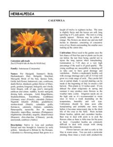 Medicinal plants / Botany / French cuisine / Mexican culture / Tagetes / Calendula / Marigold / Edible flowers / Mayonnaise / Food and drink / Calenduleae / Flowers