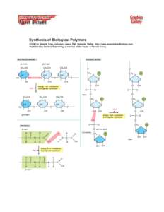 Synthesis of Biological Polymers ©1998 by Alberts, Bray, Johnson, Lewis, Raff, Roberts, Walter . http://www.essentialcellbiology.com Published by Garland Publishing, a member of the Taylor & Francis Group.  POLYSACCHARI