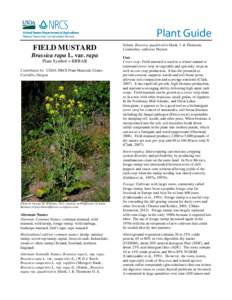 Plant guide for field mustard (Brassica rapa ssp. rapa)