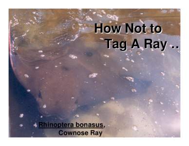 How Not to Tag A Ray … Rhinoptera bonasus, Cownose Ray