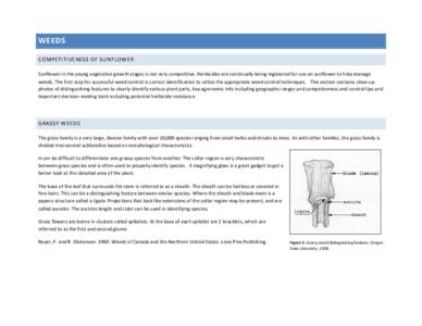WEEDS COMPETITIVENESS OF SUNFLOWER Sunflower in the young vegetative growth stages is not very competitive. Herbicides are continually being registered for use on sunflower to help manage weeds. The first step for succes