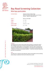 Bay Road Screening Collection  plants design lifestyle edibles landscape cafe art Murraya paniculata Common Name: