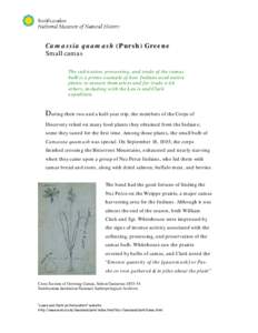 Microsoft Word - Vignette Camassia quamash.doc