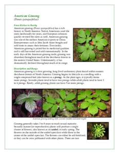 Microsoft Word - American ginseng fact sheet.doc