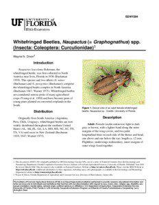 EENY294  Whitefringed Beetles, Naupactus (= Graphognathus) spp.