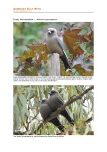 Artamidae / Woodswallow / Natural history of Australia / Zoology / Bird / Fiji Woodswallow / White-browed Woodswallow / Artamus / Birds of Western Australia / Fauna of Australia