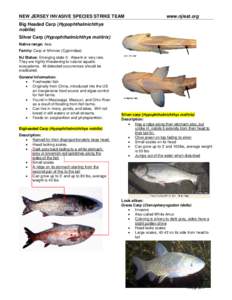 Silver carp / Bighead carp / H. nobilis / Cyprinidae / Scale / Asian carp / Fish / Carp / Hypophthalmichthys