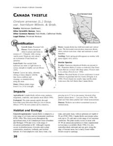 Invasive plant species / Cirsium arvense / Cirsium / Clopyralid / Herbicide / Weed / Urophora cardui / Thistle / Weed control / Flora / Biota / Botany