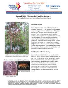 Biology / Laurel wilt / Botany / Agriculture / Xyleborus glabratus / Persea / Ambrosia beetle / Wilt disease / Xyleborus / Curculionidae / Woodboring beetles / Tree diseases