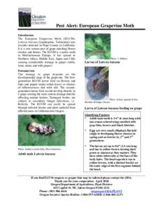Pest Alert: European Grapevine Moth Introduction The European Grapevine Moth (EGVM), Lobesia botrana (Lepidoptera, Tortricidae) was recently detected in Napa County in California. It is a very serious pest of grape attac