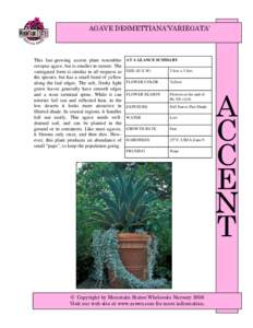 Botany / Agave / Flora of Pakistan / Agave parryi / Agave americana / Flora of North America / Our Lady of Guadalupe / Flora