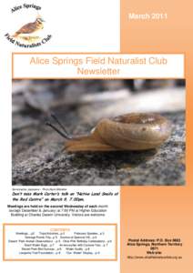 March[removed]Alice Springs Field Naturalist Club Newsletter  Semotrachia jessieana – Photo Barb Gilfedder