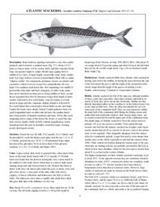 ATLANTIC MACKEREL / Scomber scombrus Linnaeus 17;8 / Bigelow and Schroeder 1953:[removed]Description. Body fusiform, tapering rearward to a very slim caudal peduncle and forward to a pointed snout (Fig[removed]Body 4.5-5.