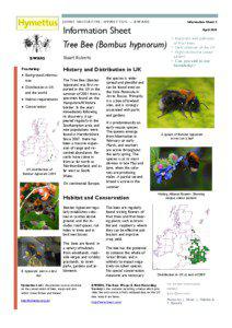 Pollinators / Hymenoptera / Symbiosis / Bombus hypnorum / Bumble bee / Bee / Wasp / Ant / Plant reproduction / Bumblebees / Pollination