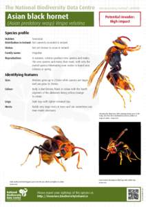 The National Biodiversity Data Centre  Asian black hornet (Asian predatory wasp) Vespa velutina