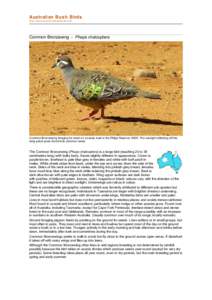 Common Bronzewing / Phaps / Ornithology