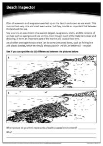 Beach Inspector  Piles of seaweeds and seagrasses washed up on the beach are known as sea wrack. This may not look very nice and smell even worse, but they provide an important link between the land and the sea. Sea wrac