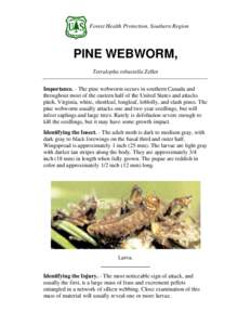 Forest Health Protection, Southern Region  PINE WEBWORM, Tetralopha robustella Zeller Importance. - The pine webworm occurs in southern Canada and throughout most of the eastern half of the United States and attacks