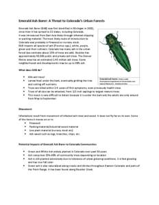 Emerald Ash Borer: A Threat to Colorado’s Urban Forests Emerald Ash Borer (EAB) was first identified in Michigan in 2002; since then it has spread to 22 states, including Colorado. It was introduced from East Asia like