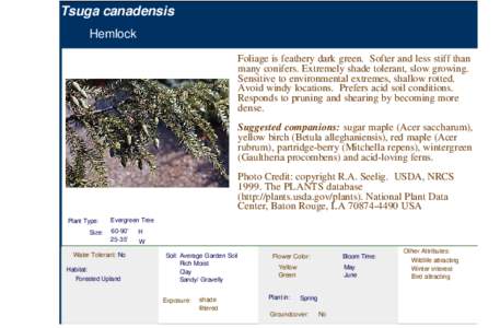 Ornamental trees / Rubiaceae / Acer saccharum / Acer rubrum / Gaultheria procumbens / Betula alleghaniensis / Mitchella repens / Mitchella / Wintergreen / Flora of the United States / Flora of North America / Medicinal plants