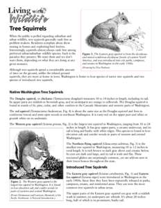 Recreation / Fox squirrel / Northern flying squirrel / American red squirrel / Western Gray Squirrel / Squirrel / Eastern gray squirrel / Bird feeder / Flying squirrel / Tree squirrels / Fauna of Europe / Zoology