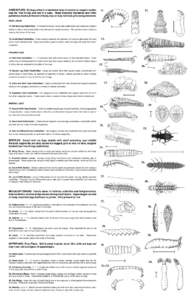 CADDISFLIES: Six legs, often in a hardened case of mineral or organic matter, may be ‘free living’ and not in a case. Head distinctly hardened and often patterned, hooks at the end of body, may or may not have gills 